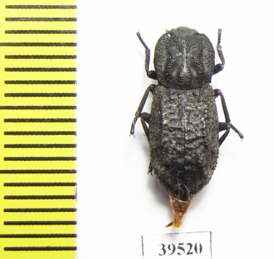 Zopheridae sp.  Mexico - INSECTS-STORE.RU