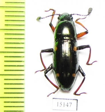 Erotylidae sp.  Indonesia, Halmahera isl. - INSECTS-STORE.RU