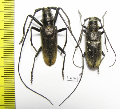 Monochamus urussovi, pair  Russia, Tver reg. - INSECTS-STORE.RU