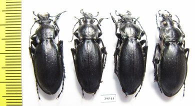 Carabus (Megodontus) violaceus purpurascens, pair  France - INSECTS-STORE.RU