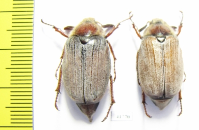 Melolontha hippocastani  Russia, Tver reg. - INSECTS-STORE.RU