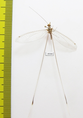 Nemopteridae sp.2  South Africa Rep. - INSECTS-STORE.RU