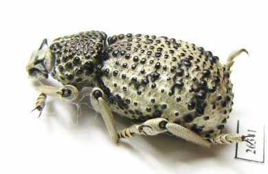 Brachyceridae sp.1  South Africa Rep. - INSECTS-STORE.RU