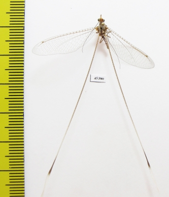 Nemopteridae sp.2  South Africa Rep. - INSECTS-STORE.RU