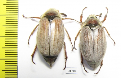 Melolontha hippocastani  Russia, Tver reg. - INSECTS-STORE.RU