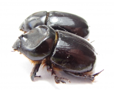 Cheiroplatys nitidus, pair  Australia - INSECTS-STORE.RU