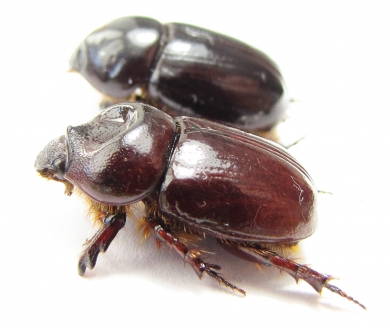 Cheiroplatys volsellus, pair  Australia - INSECTS-STORE.RU