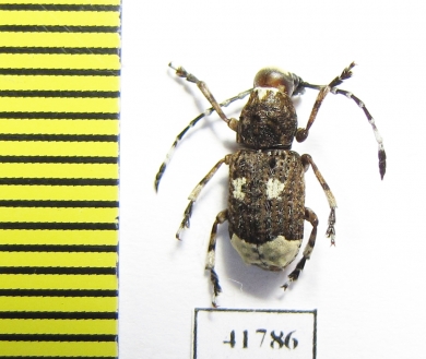 Platystomus albinus  Russia, Tver reg. - INSECTS-STORE.RU