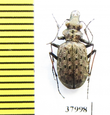 Paropisthius indicus chinensis  China, Sichuan prov. - INSECTS-STORE.RU