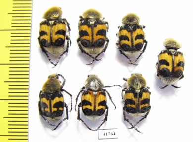 Trichius fasciatus  Russia, Tver reg. - INSECTS-STORE.RU