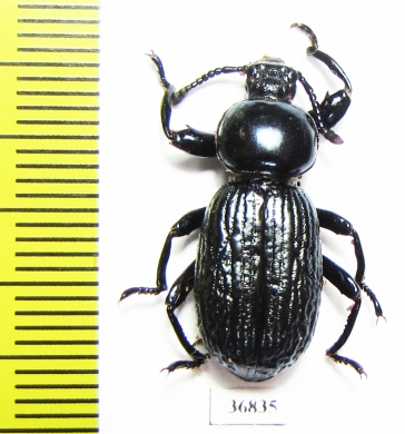 Pycnocerus revoili ssp.  Zambia - INSECTS-STORE.RU