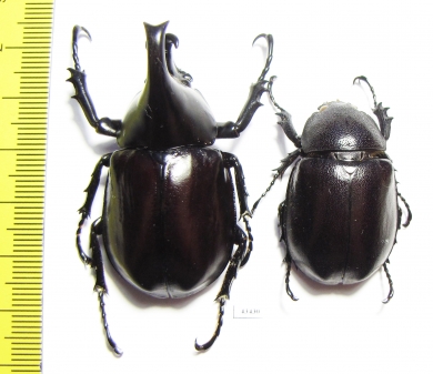Xylotrupes gideon australicus, pair  Australia - INSECTS-STORE.RU