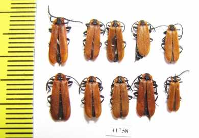 Lygistopterus sanguineus  Russia, Tver reg. - INSECTS-STORE.RU