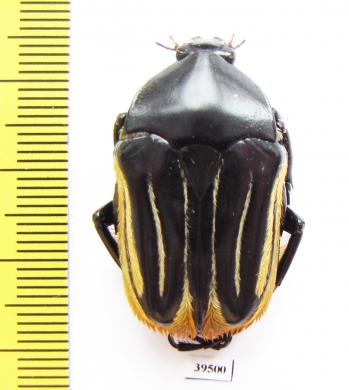 Trichaulax macleayi  Australia 33mm - INSECTS-STORE.RU