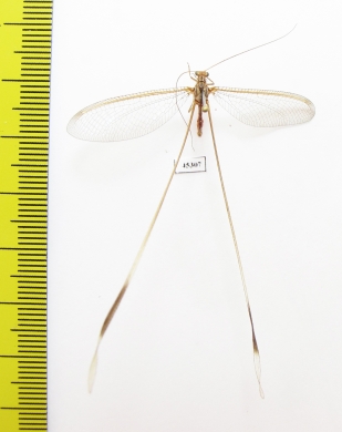 Nemopteridae sp.3  South Africa Rep. - INSECTS-STORE.RU