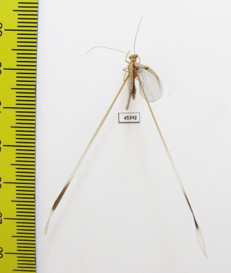 Nemopteridae sp.3  South Africa Rep. - INSECTS-STORE.RU