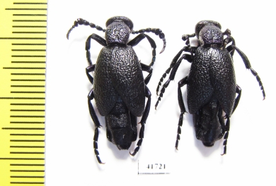 Meloe proscarabaeus  Russia, Moscow - INSECTS-STORE.RU