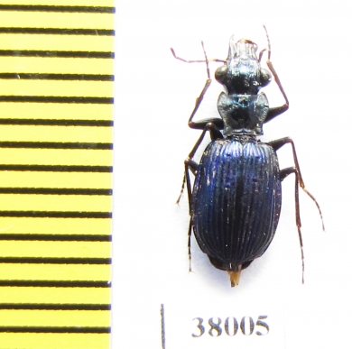 Pericalus cicindeloides  Malaysia - INSECTS-STORE.RU