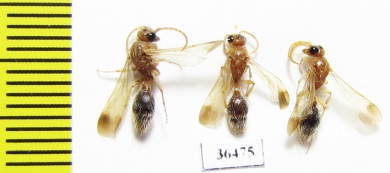 Mutillidae sp.  Tajikistan - INSECTS-STORE.RU