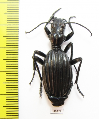 Anthia decemguttata?  South Africa Rep. - INSECTS-STORE.RU