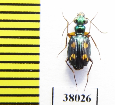 Pericalus quadrimaculatus  Malaysia, Borneo - INSECTS-STORE.RU
