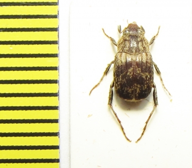 Melolonthinae sp.  Peru - INSECTS-STORE.RU