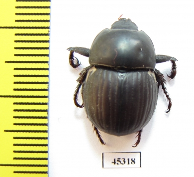 Hyboschema contractum, male  South Africa Rep. - INSECTS-STORE.RU