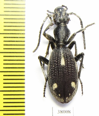 Cypholoba perspicillaris pluricostata  Tanzania - INSECTS-STORE.RU