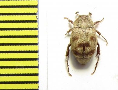 Hopliini sp.  Peru - INSECTS-STORE.RU