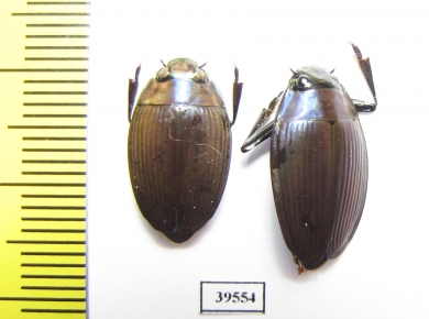 Enhydrus sulcatus  Brasilia - INSECTS-STORE.RU