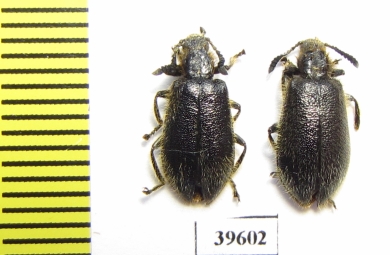 Tenebrionidae sp.  South Africa Rep. - INSECTS-STORE.RU