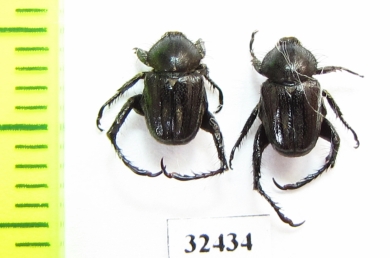 Hopliini sp.  South Africa Rep. - INSECTS-STORE.RU