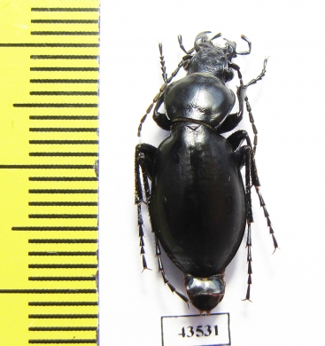 Carabus (Cyclocarabus) sp.  Uzbekistan - INSECTS-STORE.RU