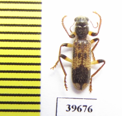 Cleridae sp.  South Africa Rep. - INSECTS-STORE.RU