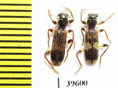 Cleridae sp.  South Africa Rep. - INSECTS-STORE.RU