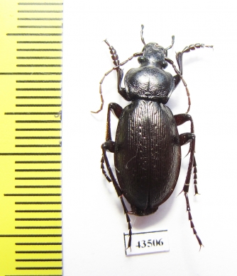 Carabus (Morphocarabus) spasskianus ssp.,  Russia, Burjatia reg. - INSECTS-STORE.RU