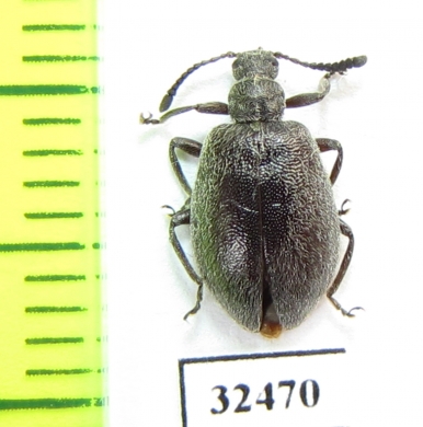 Tenebrionidae sp.  South Africa Rep. - INSECTS-STORE.RU