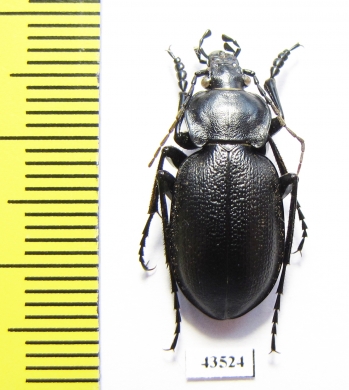 Carabus (Ulocarabus) theanus  Tajikistan - INSECTS-STORE.RU