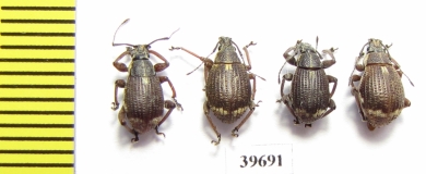 Curculionidae sp.  South Africa Rep. - INSECTS-STORE.RU