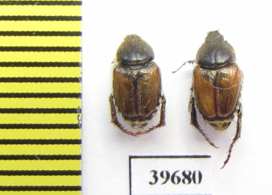 Hopliini sp.  South Africa Rep. - INSECTS-STORE.RU