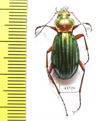 Carabus (Chrysocarabus) auronitens  France - INSECTS-STORE.RU