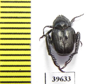 Hopliini sp.  South Africa Rep. - INSECTS-STORE.RU