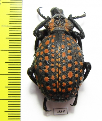 Brachycerus ornatus  Tanzania - INSECTS-STORE.RU