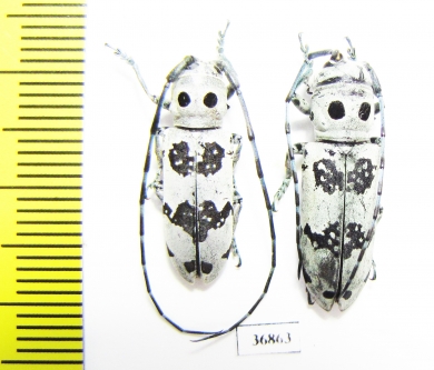 Rhaphidopsis melaleuca, pair  Zambia - INSECTS-STORE.RU