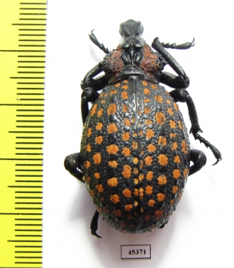 Brachycerus ornatus  Tanzania - INSECTS-STORE.RU