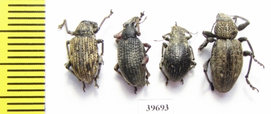 Curculionidae sp.  South Africa Rep. - INSECTS-STORE.RU