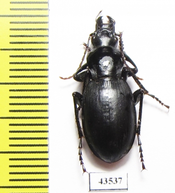 Pseudotaphoxenus sp.  Tajikistan - INSECTS-STORE.RU