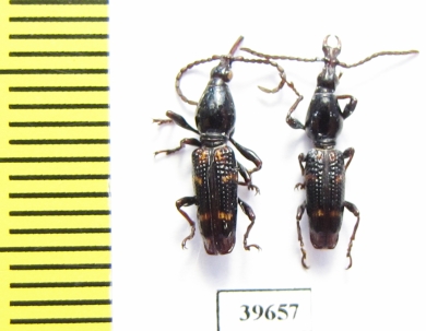 Brentidae sp., pair  South Africa Rep. - INSECTS-STORE.RU