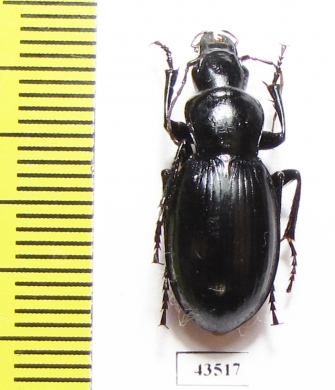 Pseudotaphoxenus sp.  Tajikistan - INSECTS-STORE.RU