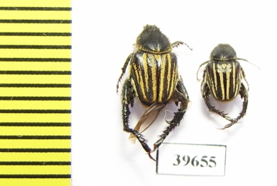 Hopliini sp.  South Africa Rep. - INSECTS-STORE.RU